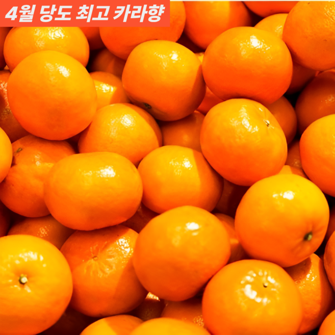 제주 감귤 노지귤 10kg, 1박스, 10kg랜덤or쥬스용특대과