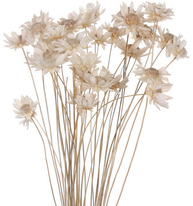 巴西小星花迷你永生花乾燥花，居家店面佈置花材，DIY拍攝道具，白色30支, 白色/一束30支
