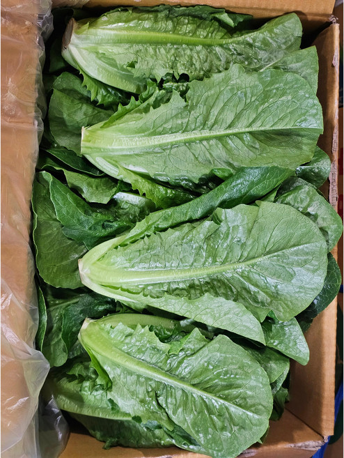 [하루채소] 통로메인 1.9~2kg 샌드위치 쌈 샐러드, 통로멘, 2kg, 1개