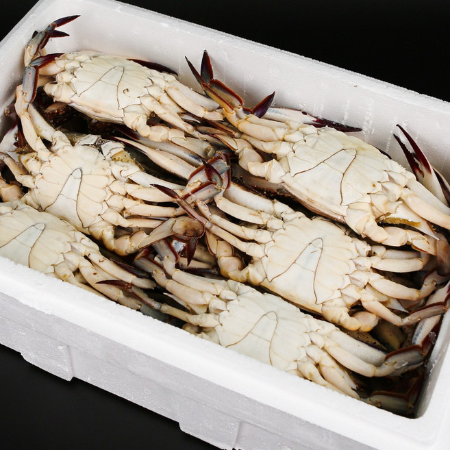 그대의밥상 태안 신진도 급냉 숫꽃게 특대, 1개, 5kg (15미 내외)