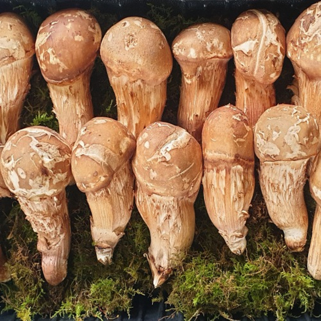 천일팜 프리미엄 특품 참송이버섯 500g 선물세트 국내산 100%, 1개