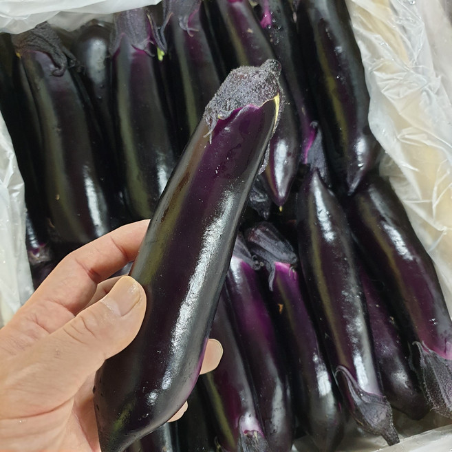 정든농산 가지 특품 못난이 특품, 못난이 5kg, 1박스