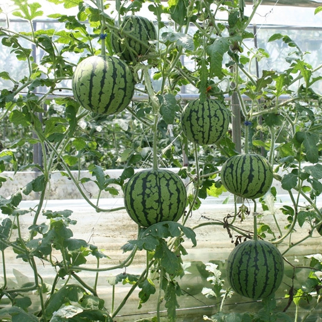 육묘장 원예용 주말농장 수박모종애플수박모종1박스 (3월5일 첫발송), 푸띠 미니수박애플수박모종5주