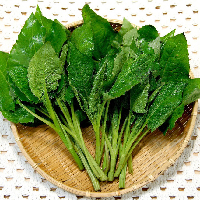 햇살농원 정선 고냉지 생 곤드레나물 당일수확 산지직송, 1kg, 1개