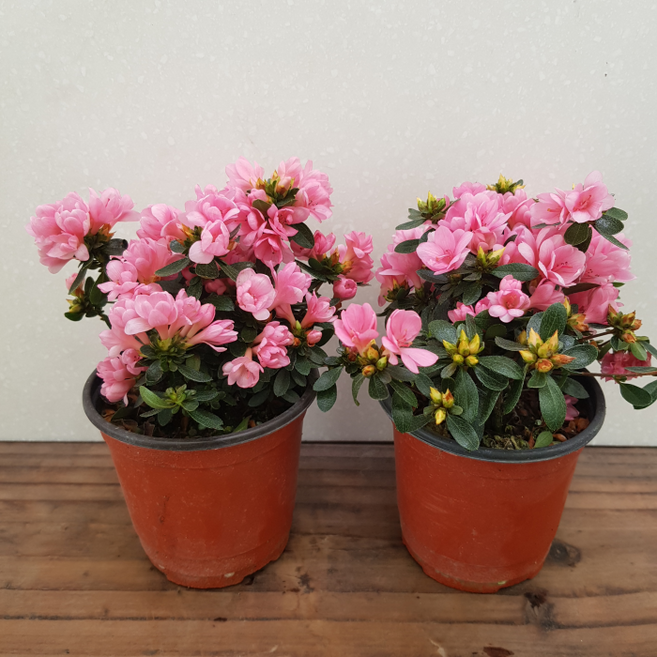 [용이네 화원] 철쭉 방울 [2개묶음 1+1 무료배송] 10cm 화분 109 철죽 방울철쭉 방울철죽, 2개, 랜덤