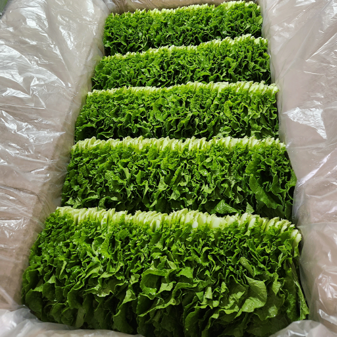 [하루담음] 농가직송 쌈추 쌈배추 쌈채소, 1박스, 1kg