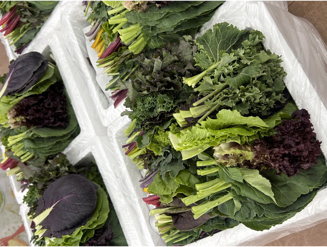 쌈채소모둠 20종 클로렐라 재배 | 양주농부 신선 샐러드채소 600g~1.2kg, 클로렐라쌈채소 1kg, 1박스