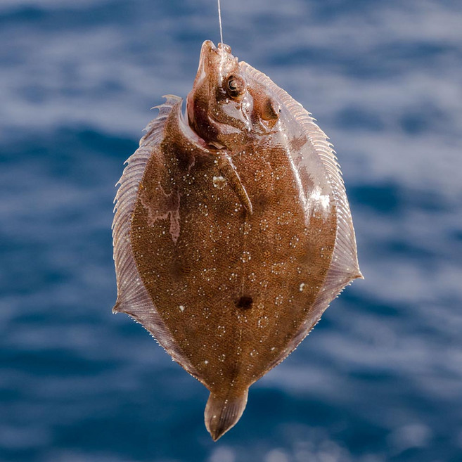 국내산 봄 도다리 횟감용 순살필렛 250g