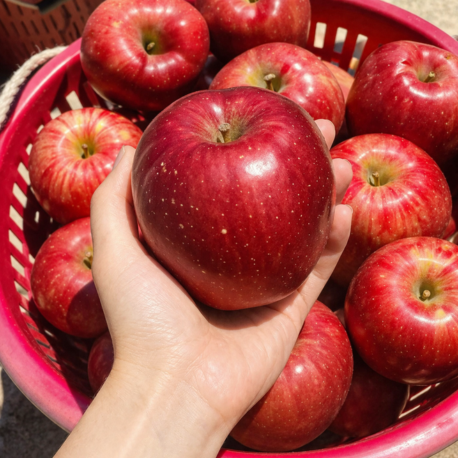 [오늘만 50% 할인] 밀양 통째먹는 꿀아삭이 부사 사과 5KG 대과, 1박스