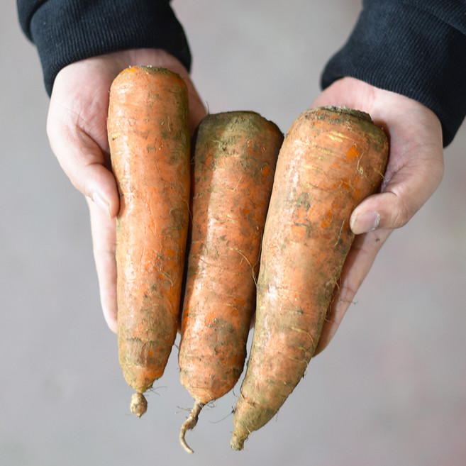 [입점 특가] 제주 구좌 햇 당근 국내산 제주산 흙 당근, 1개, 특 5kg