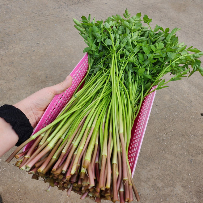 특품 무농약 미나리 GAP인증, 1박스, 2kg