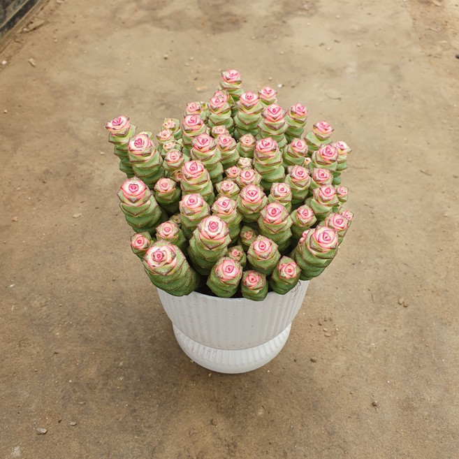 루페스트리 장미꽃모양 다육이 다육식물 스마일화훼유통, 1개, .