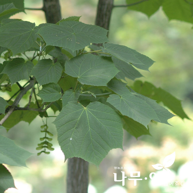 [나무인] 벌나무 털이묘 키60cm 2개 산청목