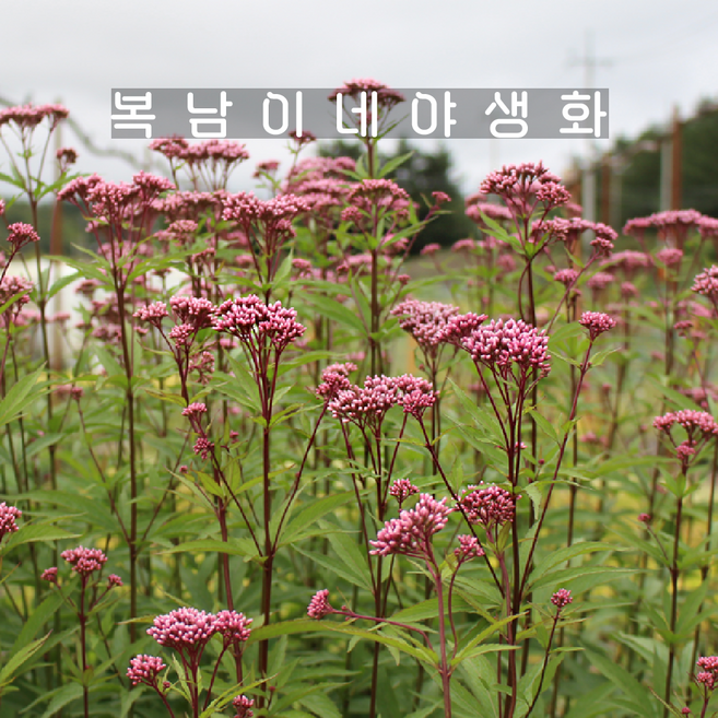 토종 향등골나물 [4개 복남이네야생화 모종 허브 향등골풀 유파토리움 eupatorium], 4개