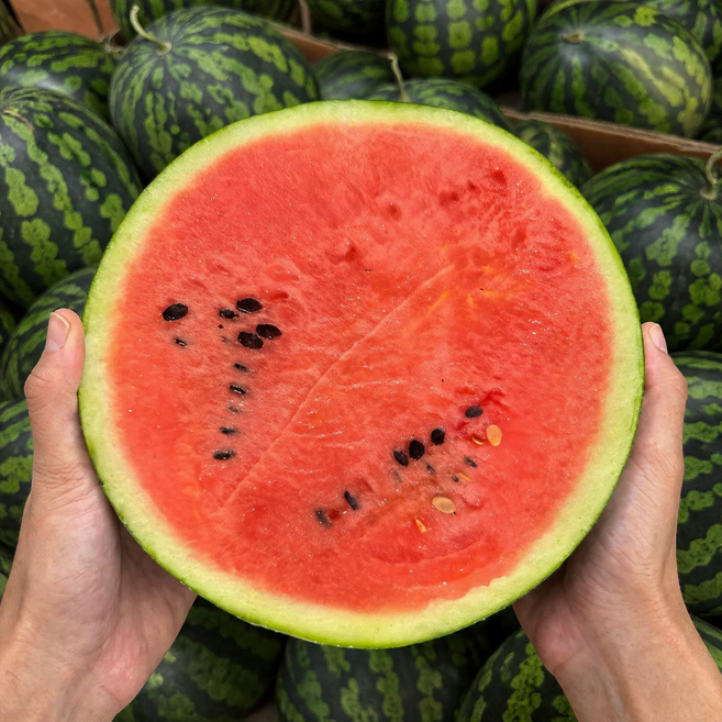 [초특가]고당도 하우스 수박 국내산 산지직송 수박, 1개, 5kg