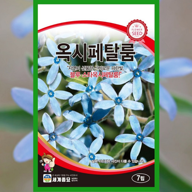 곤달비 씨앗 1g [26년포장] 곰취속의 다년초 곤달비 종자 경신