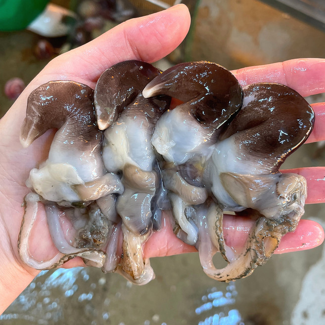 [선주직송] 여수 초코 새조개 손질 특품, 1개, 손질 새조개 200g