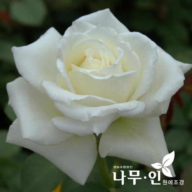 [나무인] 고급사계정원장미 티네케(흰색)