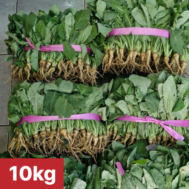 [여수 청년농부] 당일제조 국내산 생고들빼기 여수돌산생고들빼기, 1개, 10kg