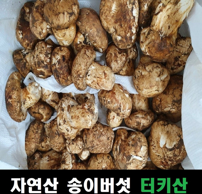 송이버섯 자연산 냉동 터키산, 조각, 1개
