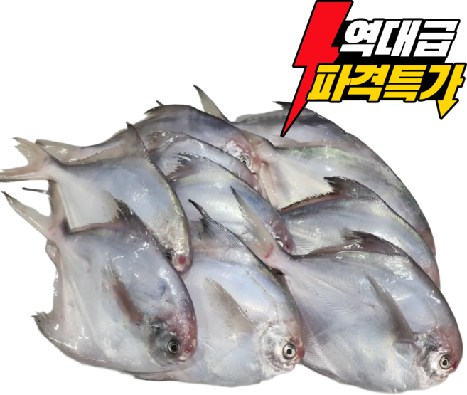 굿씨푸드 당일조업 병어 횟감 구이/조림용 원물병어 /횟감가능한 병어 생물병어, 1개, 횟감,구이/조림용 원물병어1kg