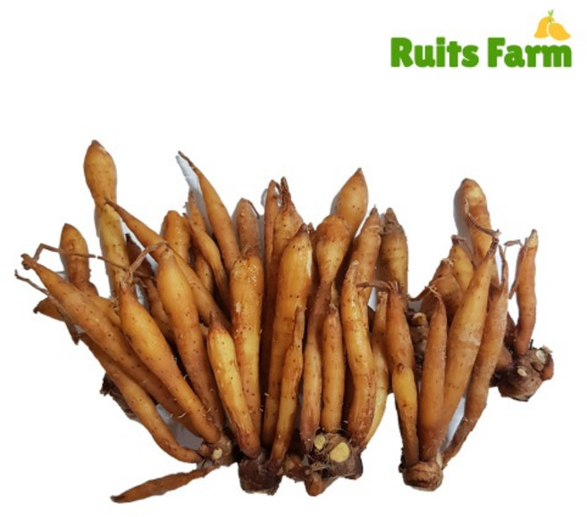 [루츠팜] 태국 생 핑거루트 100g 까차이 가차이 fingerroot, 1개