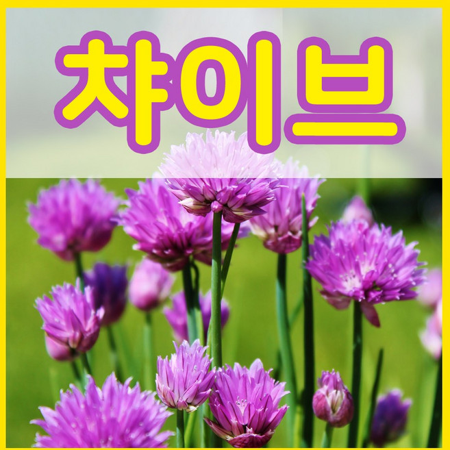 꽃씨몰 꽃씨 봄 파종 여름꽃씨 가을 노지월동 다년생 야생화 양귀비 종자 꽃씨앗, 1개