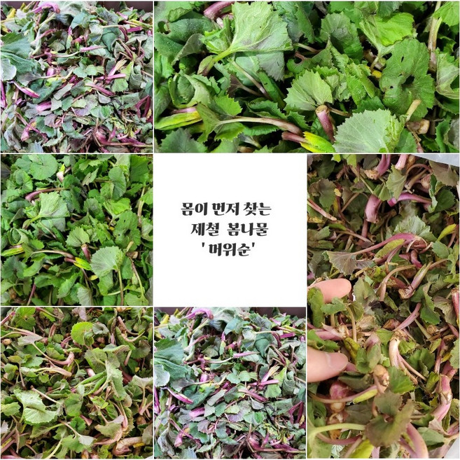 (산지직송)경남 사천 자연산 어린 머위잎 1kg 머위순, 1개