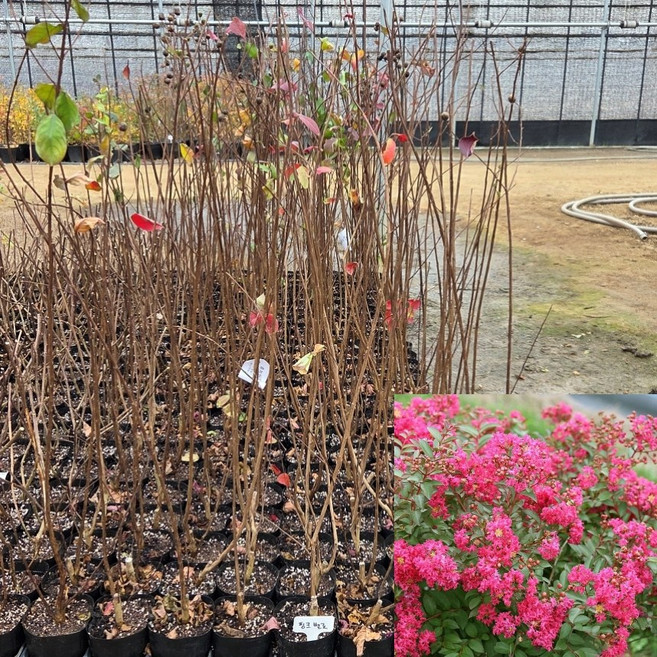 [모든원예조경] 배롱나무 묘목 (핑크벨로) 포트묘 핑크색 백일홍묘목, 1개