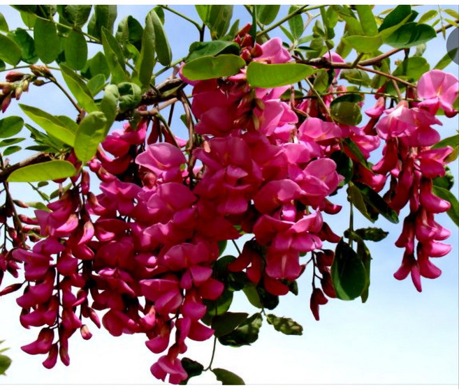 아카시아나무.빨강대품, 1개