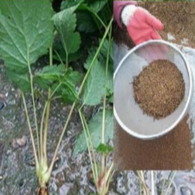 삼나물 눈개승마씨앗 2그람 ja263