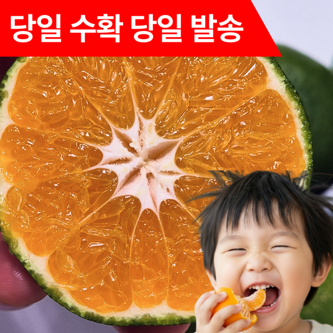 [농장직송] 노지감귤 당도선별 제주직송 밀감, 1박스, 5kg (로얄과)