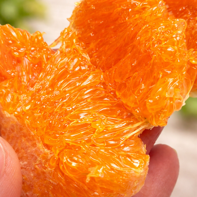 [올해마지막할인] 주문폭주 제주 천혜향, 1박스, 9kg