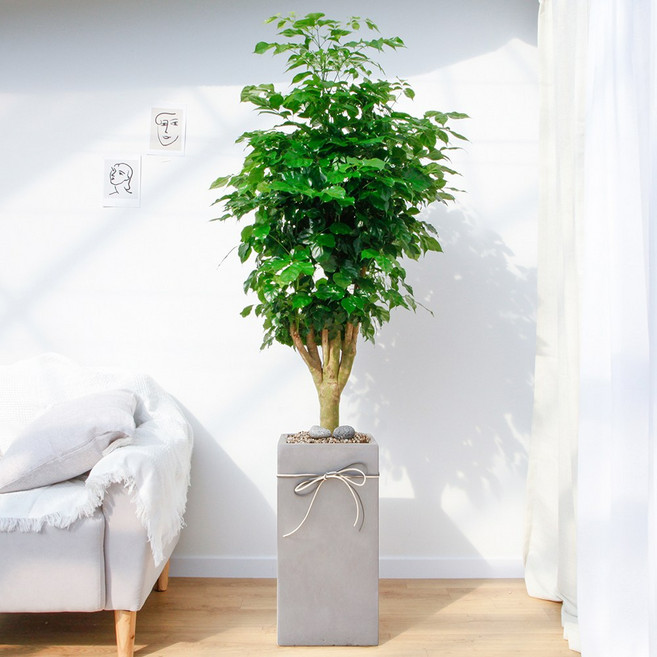 드셀플라워 금전수 돈나무 개업 화분 집들이 선물 승진 사무실 이전 병원 개원 식당 개업식 축하 화분 배달 당일배송 특대형 그레이 사각 경량화분, 1개, 15.특대형_녹보수 그레이 사각 경량화분