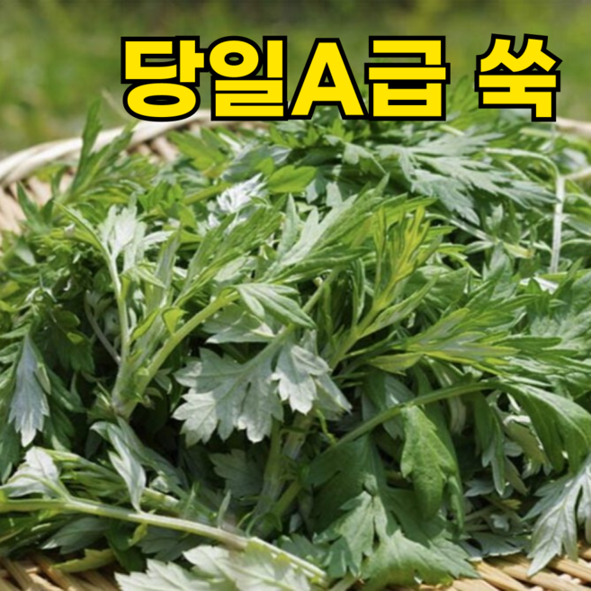 [2주한정특가] 국산 노지 생 쑥, 1박스, 500g