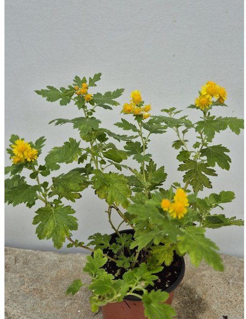 새롬이네정원 감국 야생화, 1개