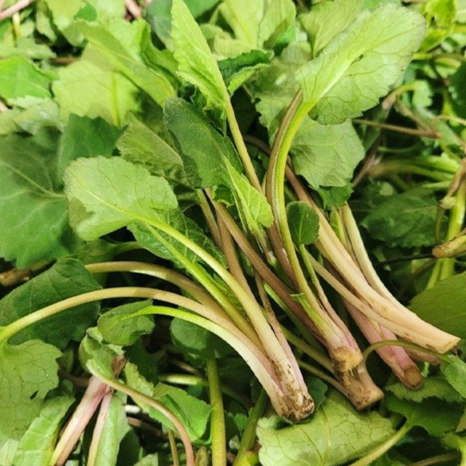 신선한 취나물 봄나물 향긋한 나물용 채소 건강 산나물 생취나물, 1박스, 1kg