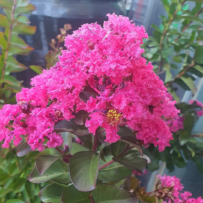 착한가격 나무생각 / 백일홍(핑크벨로) / 삽목5년 / 다간형 / 개화주, 핑크벨로, 1개