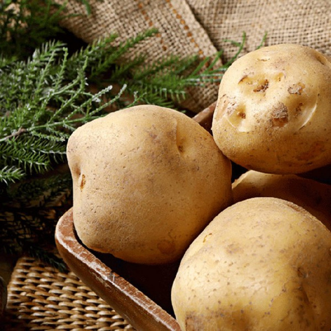 타박타박 포근포근 국내산 햇 감자, 1개, 감자5kg(왕특)