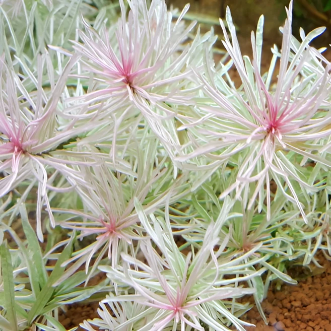 [수초명장] 먼치킨 슈퍼 화이트 3줄기 달팽이 이끼 없는 구피 새우 물고기 은신처 어항 고급 하얀색 수초 수생식물, 1세트 - 쿠팡