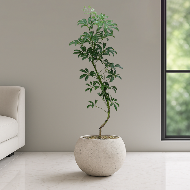 농원청년 달항아리화분 개업화분 거실화분 개업식화분 카페 병원 사무실 개원 인테리어식물 개업 집들이선물 실내 공기정화식물 올리브나무 홍콩야자 쉐프렐라 여인초 뱅갈고무나무 아레카야자, 3.쉐프렐라(홍콩야자), 1개