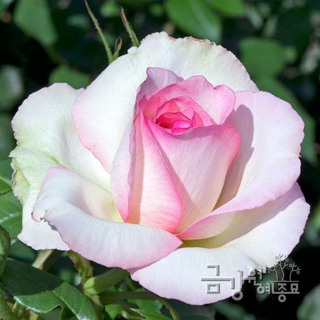 DG5 오너드 발작 사계덩굴장미 줄장미묘목, 포트묘 H1.0~H1.2, 1개