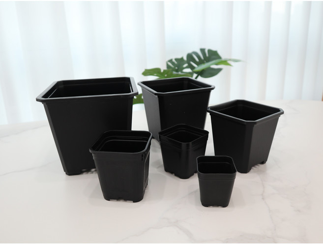 사각플분 10+1 플분 코노 리톱스 분갈이 다육이 키핑장, 사각 6호, 1개