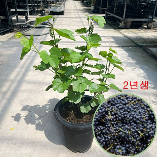 대성식물 머루포도 2년생 묘목 과실수 유실 나무 중품 과일키우기 노지월동가능, 1개