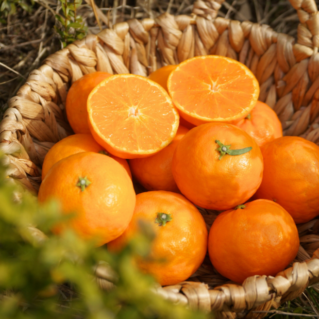 15brix보장 꿀당도선별 제주 수라향 신비향, 1개, 2kg