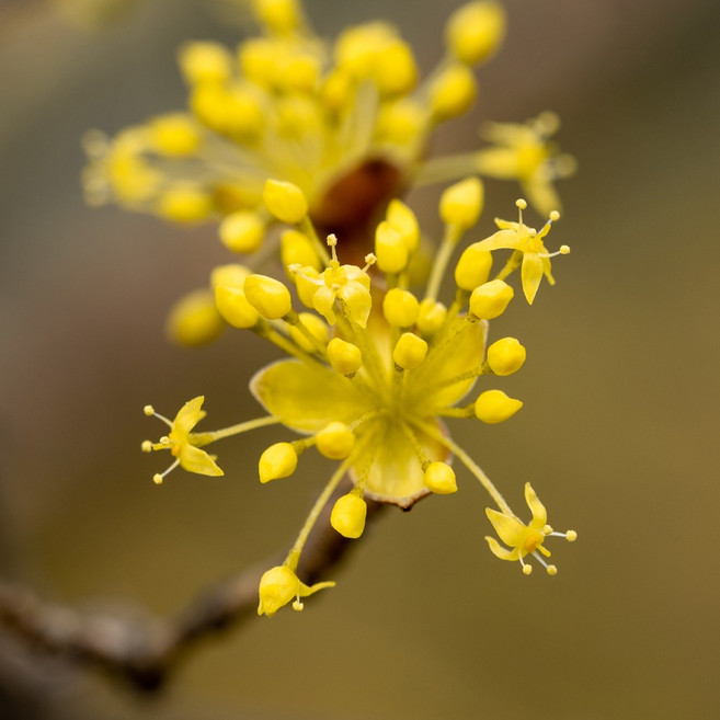 [충북농원] 산수유 산수유나무 묘목 - R5~R10 분묘 (용달비별도), R6/분 (용달비별도), 1개