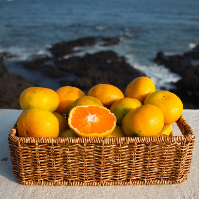 [백콩] 산지직송 제주 노지귤 타이백 레드향 천혜향 황금향 카라향 3kg 5kg 10kg, 1박스, (best) 제주 레드향 5kg (선물용)