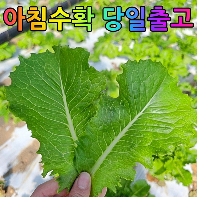 [소소한농장] 당일수확 당일배송 국내산 청상추, 4kg, 1박스
