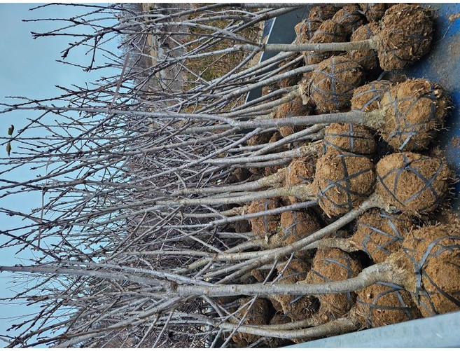 체리나무묘목 왜성대목 결실주 3년생 라핀, 1개, 결실주3년생