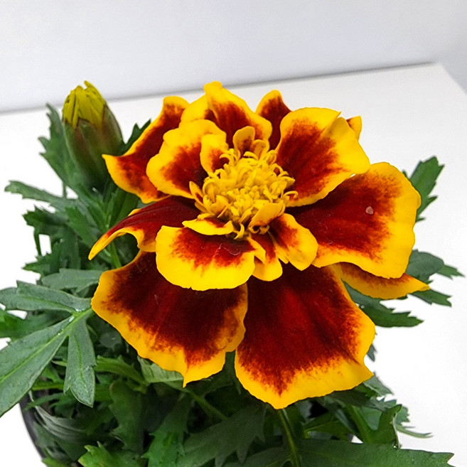 마이플랜트 메리 골드 야생화 꽃모종 꽃화분 모종 만수국 천수국 금잔화 포트화분 봄꽃 관엽식물 꽃, 빨강, 2개